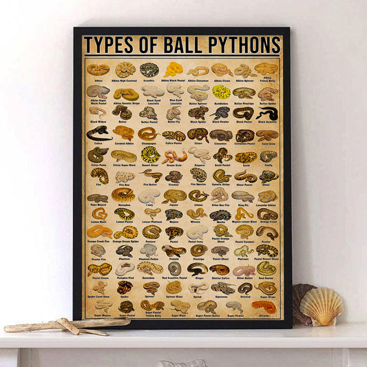 Types of Ball Pythons Knowledge Poster