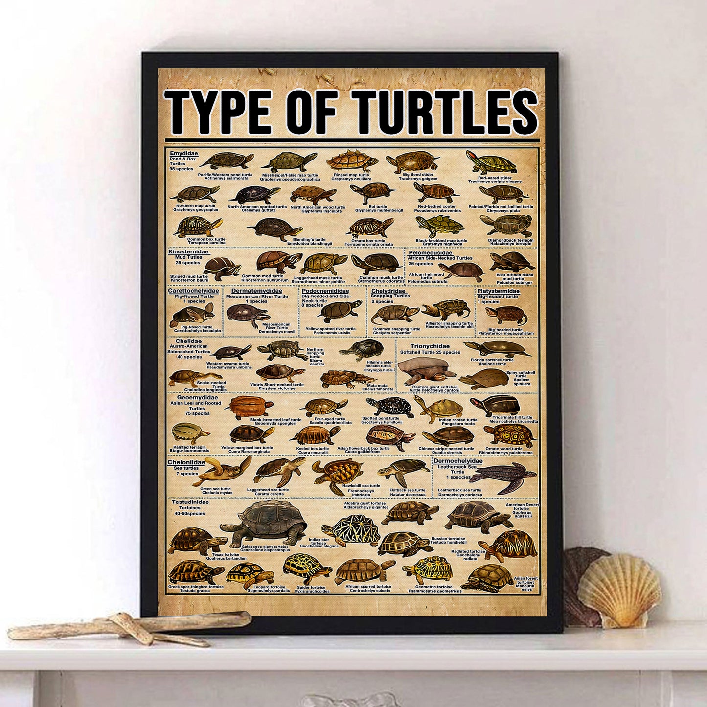 Types of Turtles Knowledge Poster