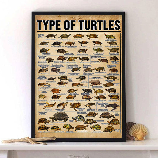 Types of Turtles Knowledge Poster